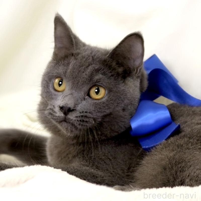 成約済の栃木県のマンチカン-133421の5枚目