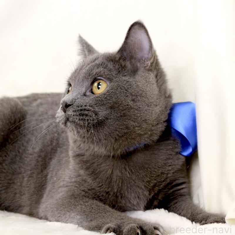 成約済の栃木県のマンチカン-133421の3枚目