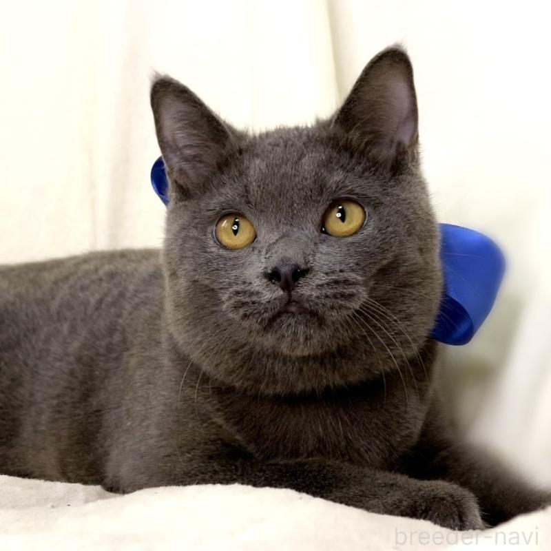 成約済の栃木県のマンチカン-133421の2枚目