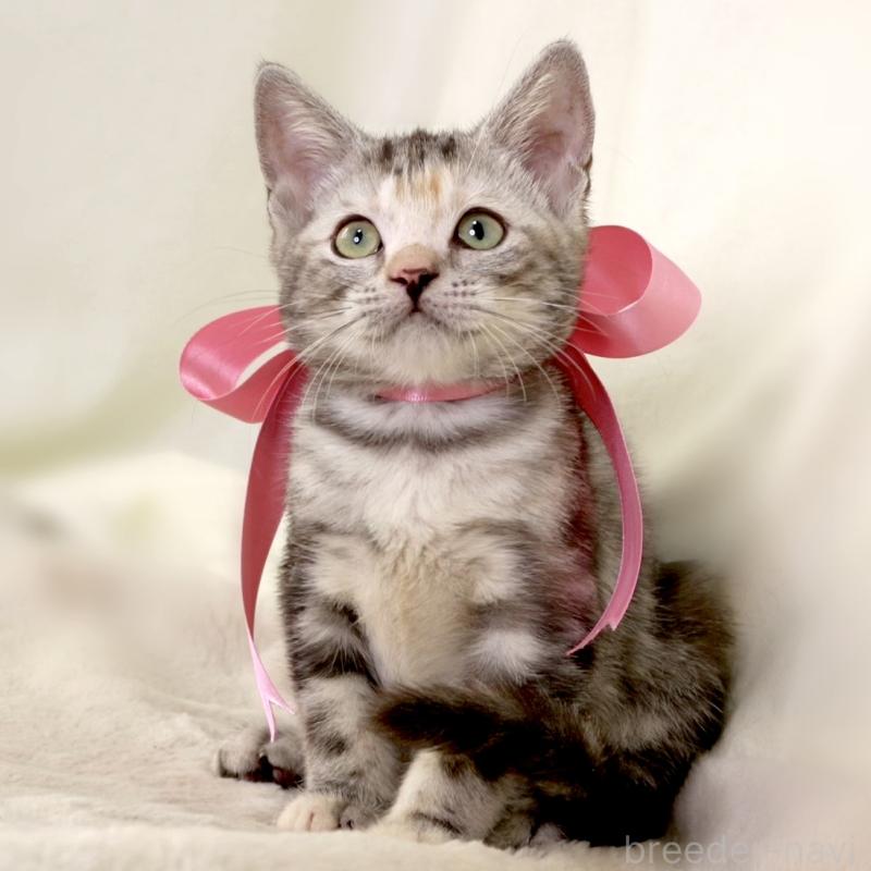 販売中の栃木県のマンチカン-134359の10枚目