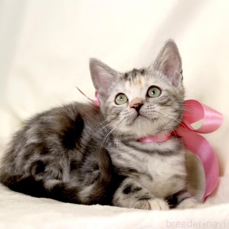 販売中の栃木県のマンチカン-134359の9枚目