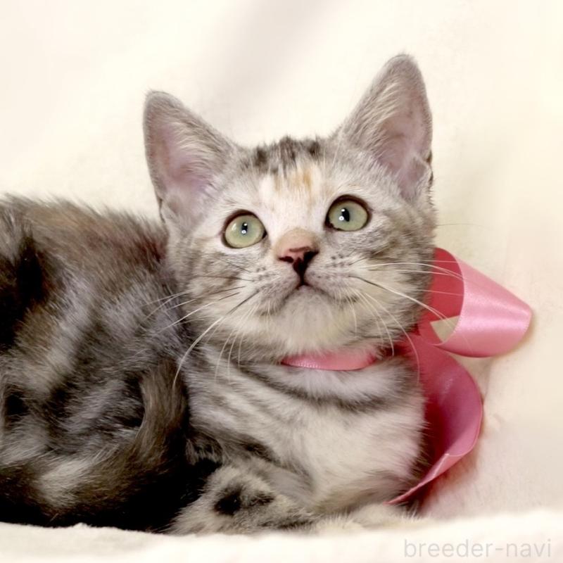 販売中の栃木県のマンチカン-134359の8枚目