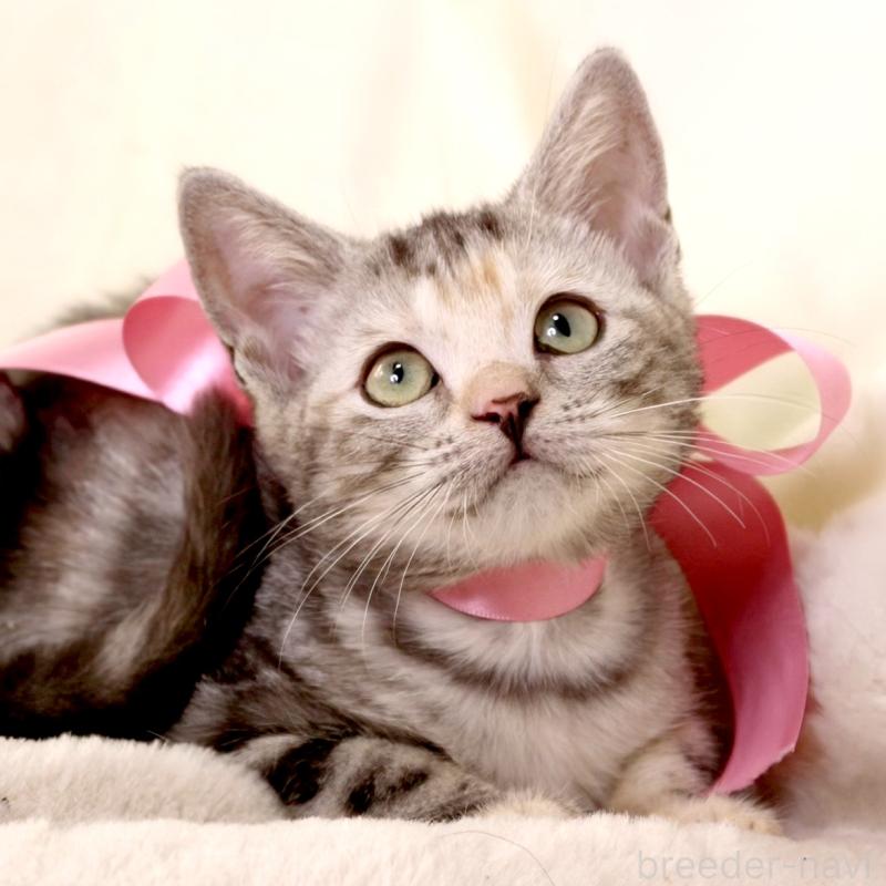 販売中の栃木県のマンチカン-134359の6枚目