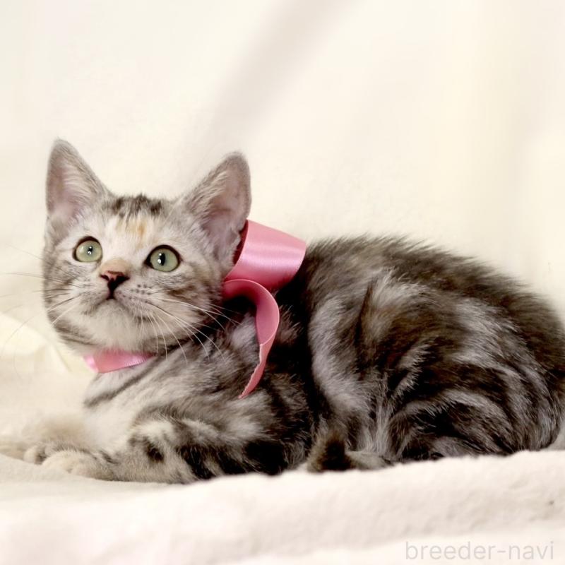 販売中の栃木県のマンチカン-134359の5枚目