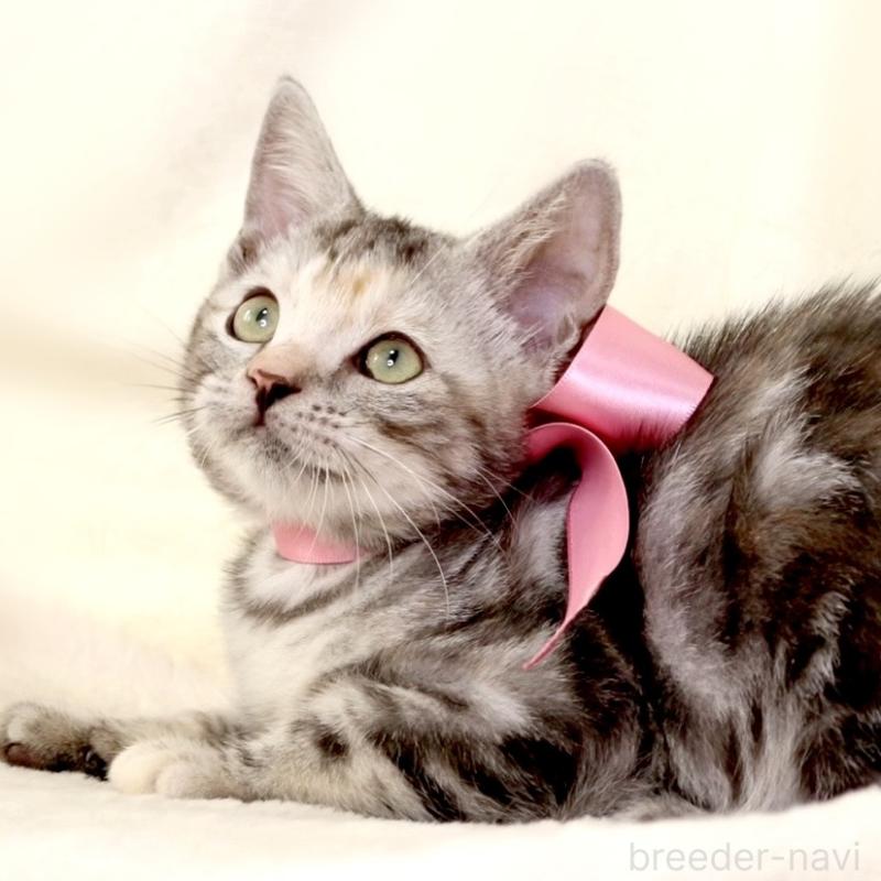 販売中の栃木県のマンチカン-134359の4枚目