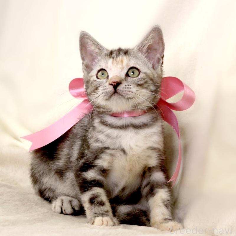 販売中の栃木県のマンチカン-134359の3枚目