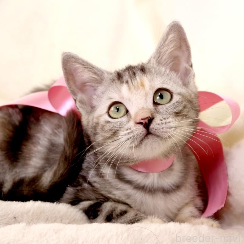 販売中の栃木県のマンチカン-134359の2枚目