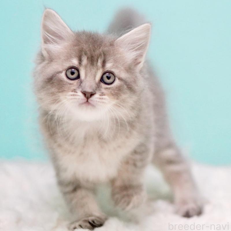 販売中の東京都のサイベリアン-133314