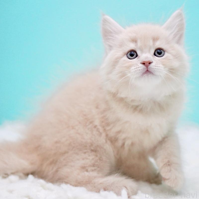 販売中の東京都のサイベリアン-133318