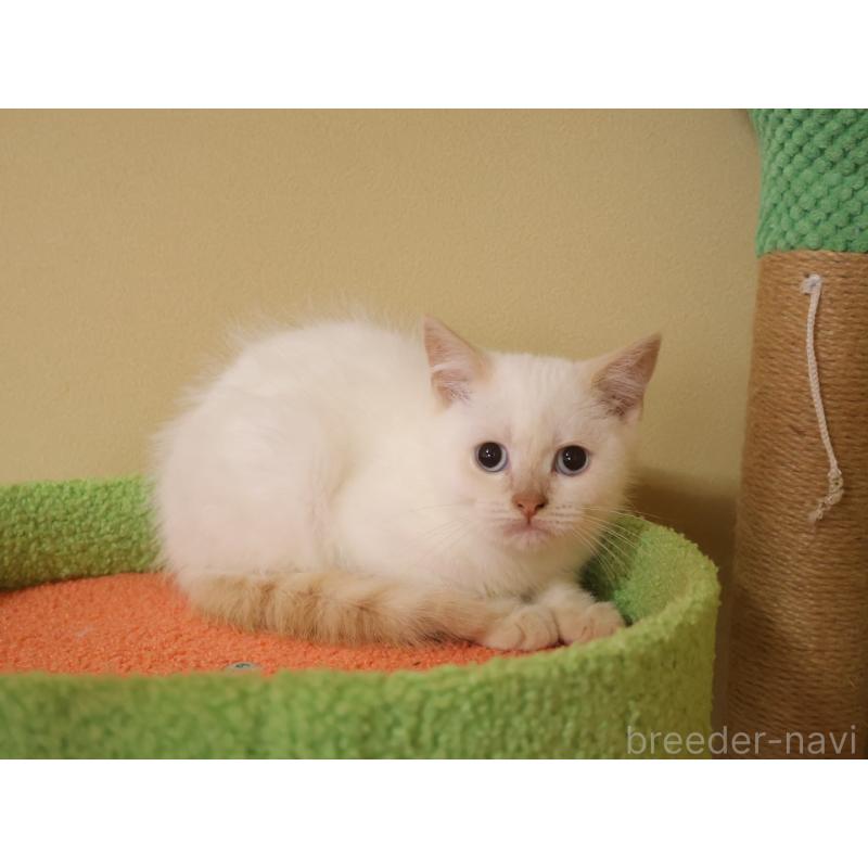 成約済の埼玉県のマンチカン-133936の4枚目