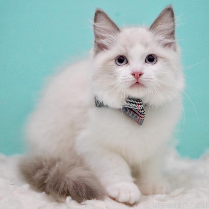 成約済の東京都のラグドール-130375の15枚目