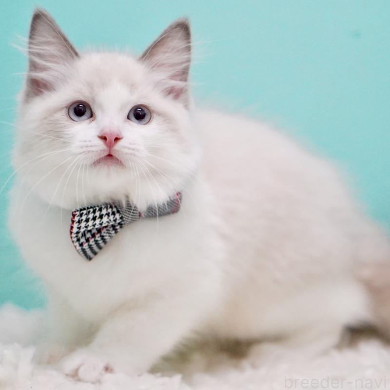 成約済の東京都のラグドール-130375の1枚目