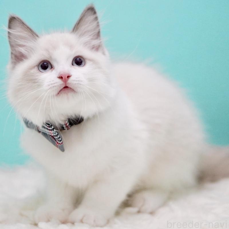 成約済の東京都のラグドール-130375の14枚目