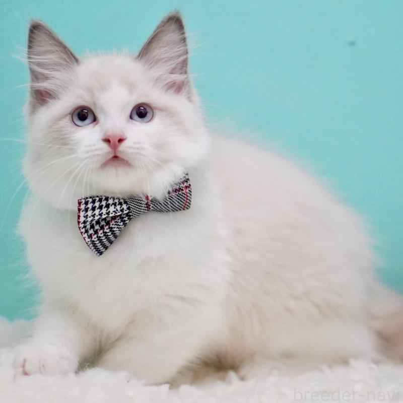 成約済の東京都のラグドール-130375の13枚目