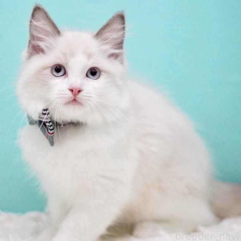 成約済の東京都のラグドール-130375の12枚目