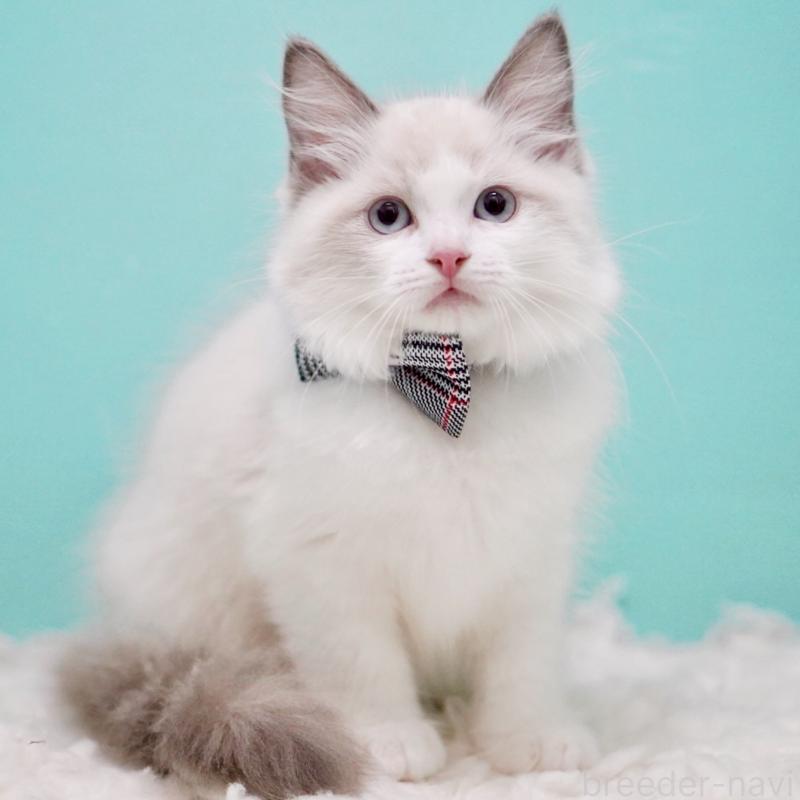 成約済の東京都のラグドール-130375の11枚目