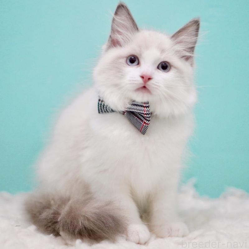 成約済の東京都のラグドール-130375の10枚目