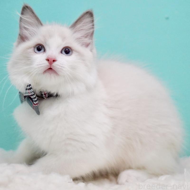 成約済の東京都のラグドール-130375の9枚目