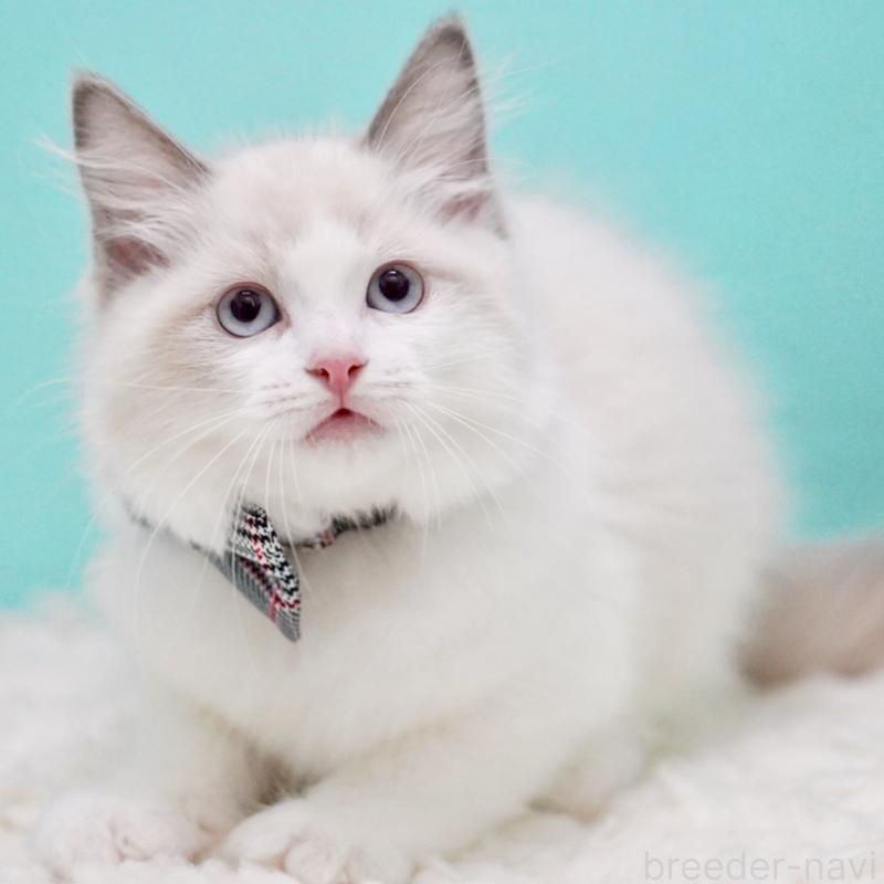 成約済の東京都のラグドール-130375の8枚目