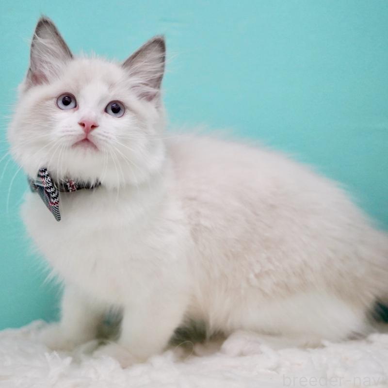 成約済の東京都のラグドール-130375の7枚目