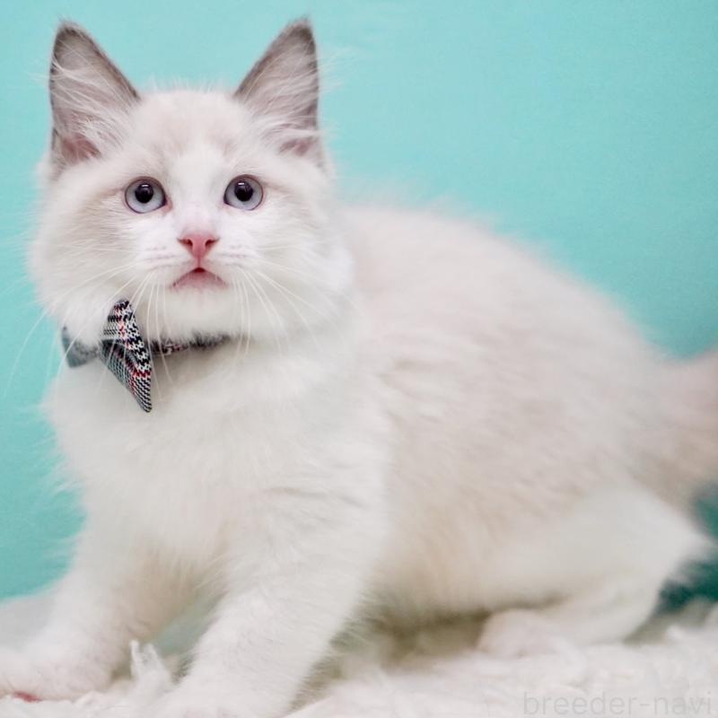 成約済の東京都のラグドール-130375の6枚目