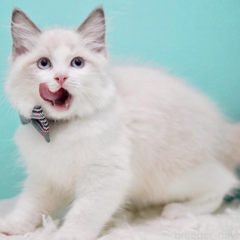 成約済の東京都のラグドール-130375の5枚目