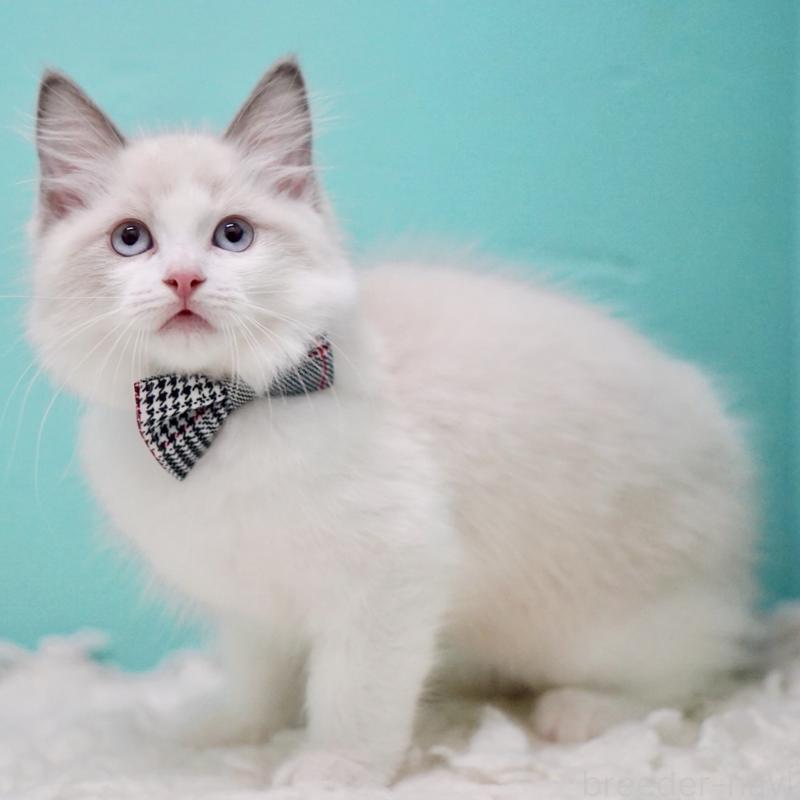 成約済の東京都のラグドール-130375の4枚目