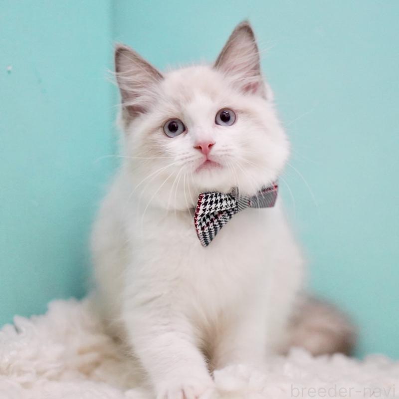 成約済の東京都のラグドール-130375の3枚目