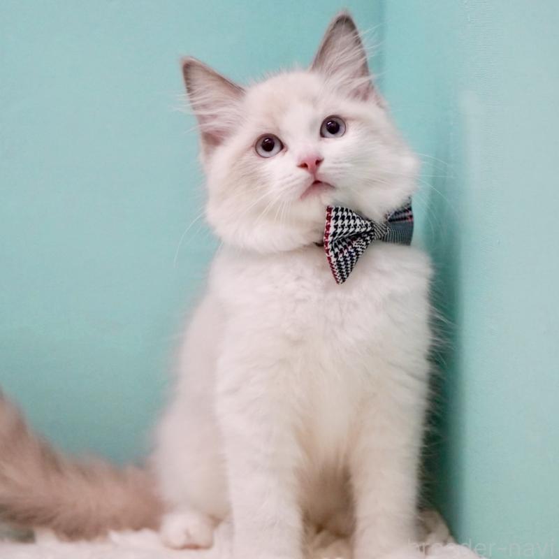 成約済の東京都のラグドール-130375の2枚目