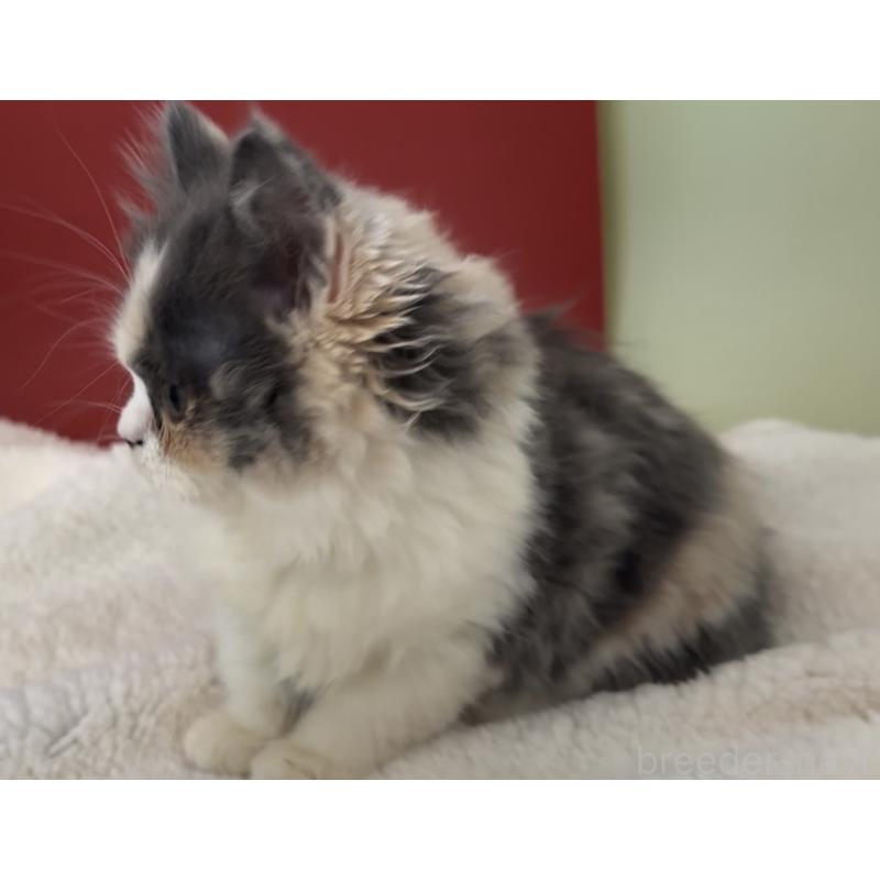 販売中の埼玉県のスコティッシュフォールド-134347の6枚目