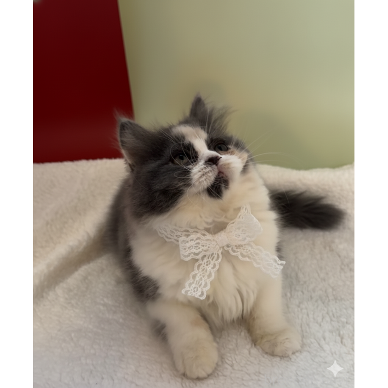 販売中の埼玉県のスコティッシュフォールド-134347の5枚目