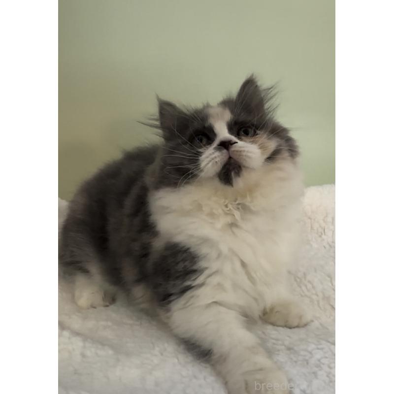 販売中の埼玉県のスコティッシュフォールド-134347の3枚目