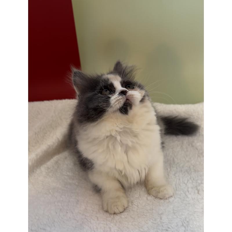 販売中の埼玉県のスコティッシュフォールド-134347の2枚目