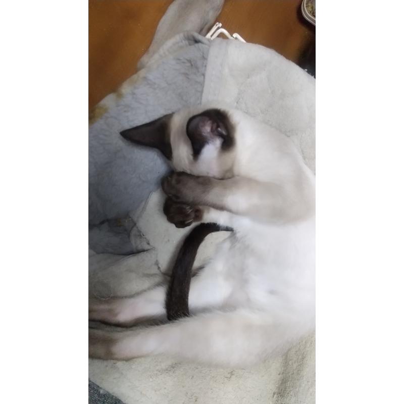 販売中の愛知県のミックス-131835の3枚目