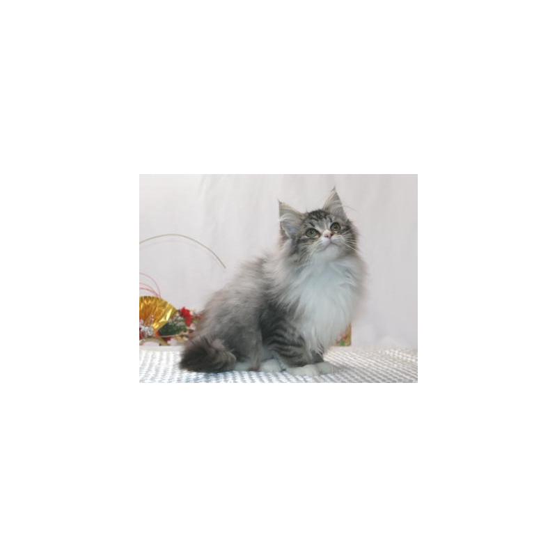 販売中の静岡県のノルウェージャンフォレストキャット-132882の4枚目