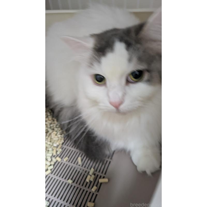 販売中の大阪府のマンチカン-124587