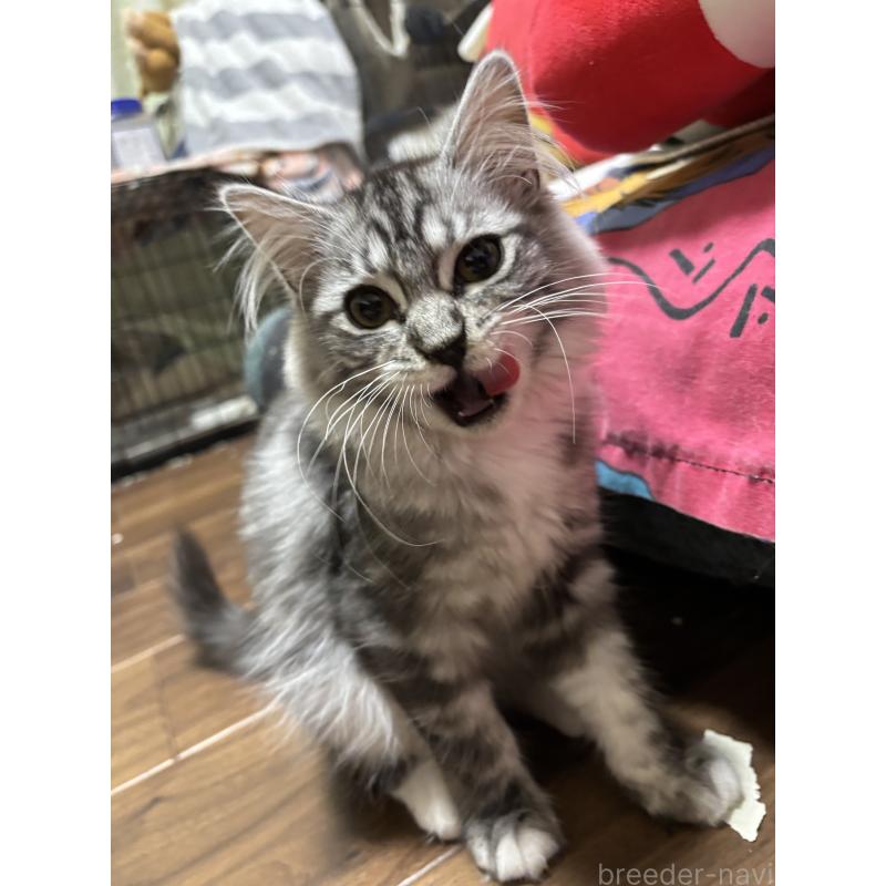 販売中の長野県のメインクーン-131219