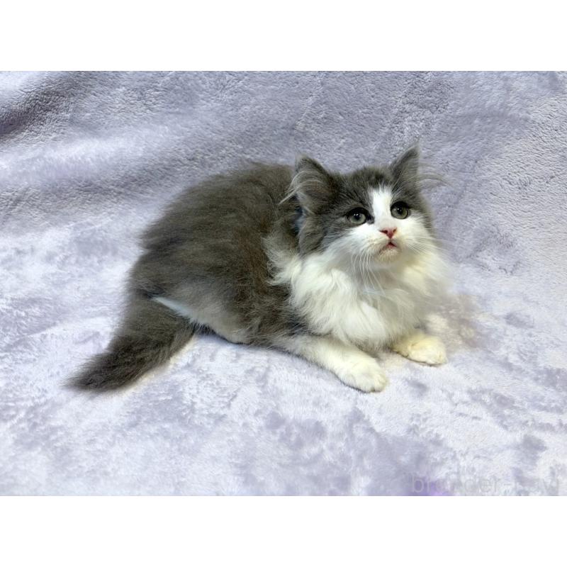 販売中の東京都のノルウェージャンフォレストキャット-134361の11枚目