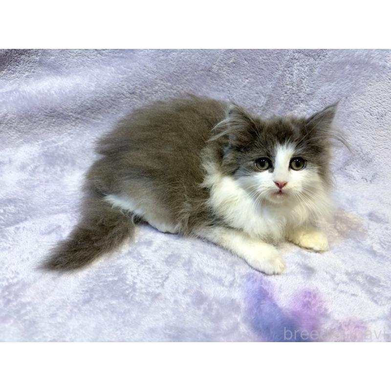 販売中の東京都のノルウェージャンフォレストキャット-134361の10枚目