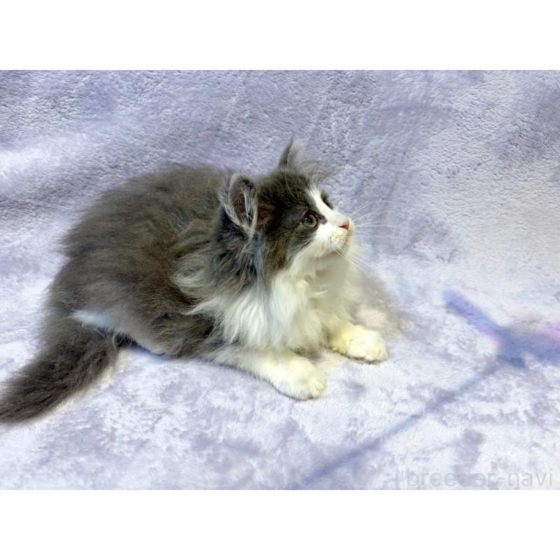 販売中の東京都のノルウェージャンフォレストキャット-134361の9枚目