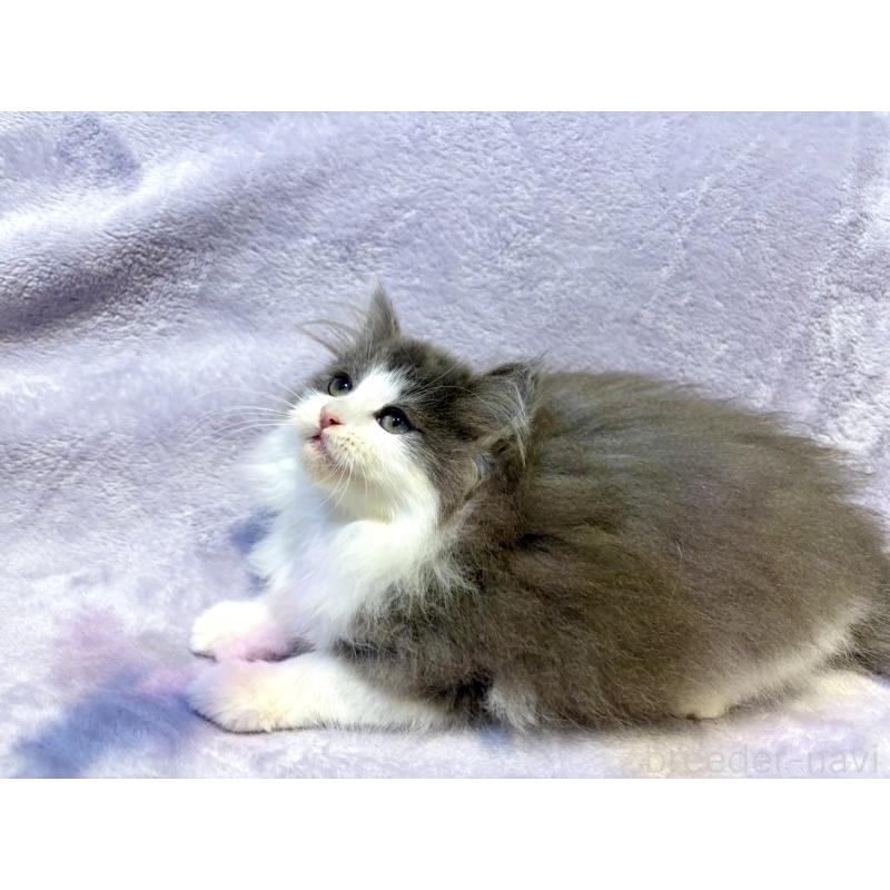 販売中の東京都のノルウェージャンフォレストキャット-134361の8枚目