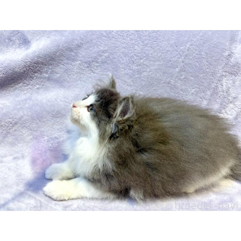 販売中の東京都のノルウェージャンフォレストキャット-134361の7枚目