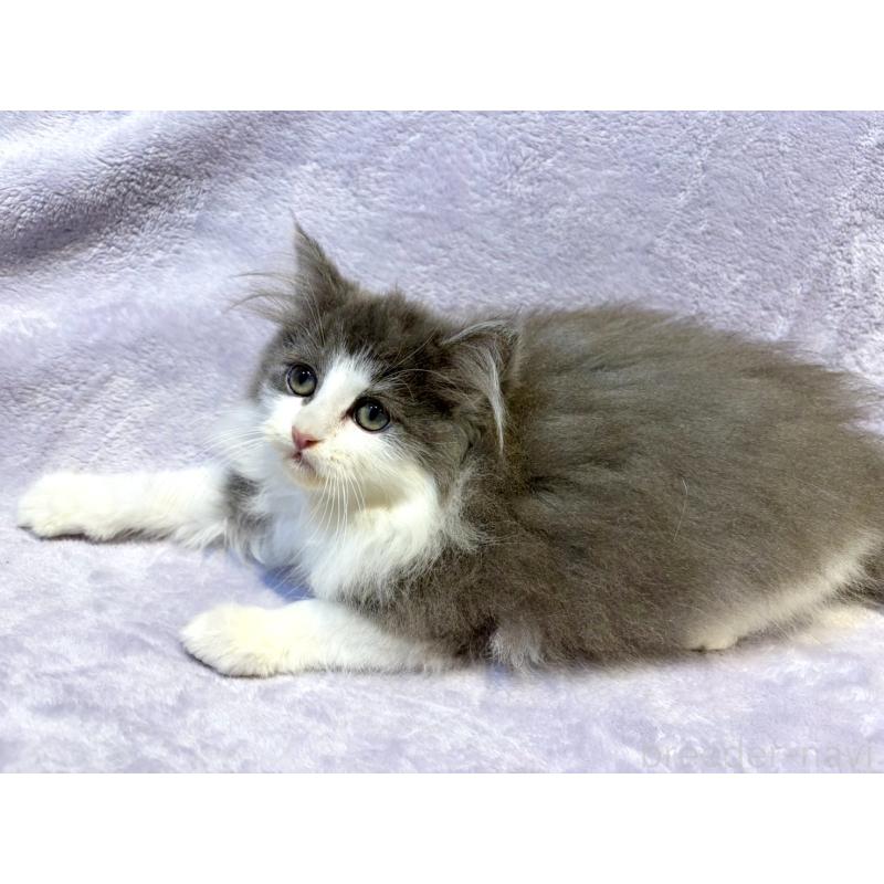 販売中の東京都のノルウェージャンフォレストキャット-134361の6枚目