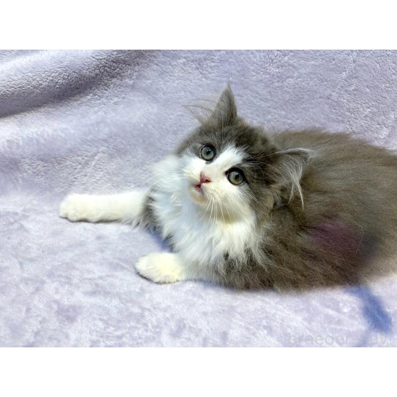 販売中の東京都のノルウェージャンフォレストキャット-134361の5枚目