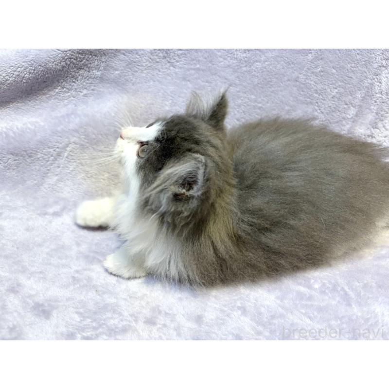 販売中の東京都のノルウェージャンフォレストキャット-134361の3枚目