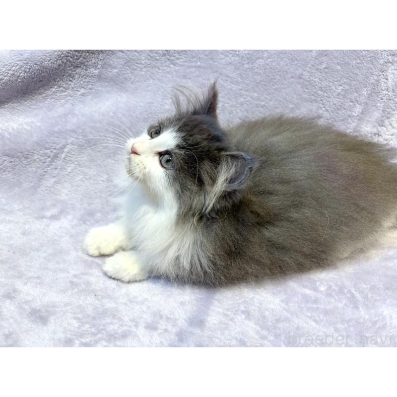 販売中の東京都のノルウェージャンフォレストキャット-134361の2枚目