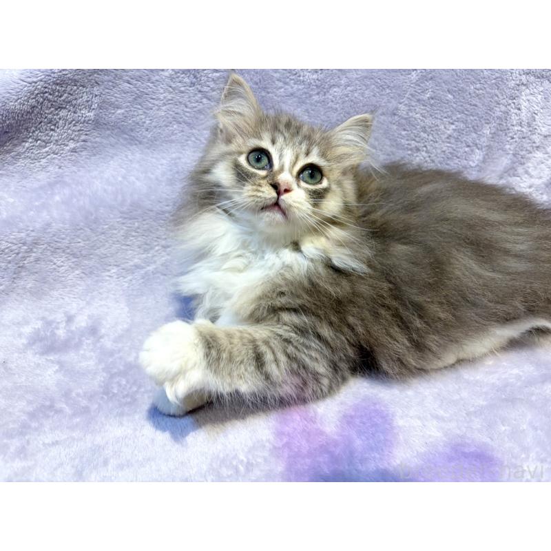 販売中の東京都のノルウェージャンフォレストキャット-134362の10枚目