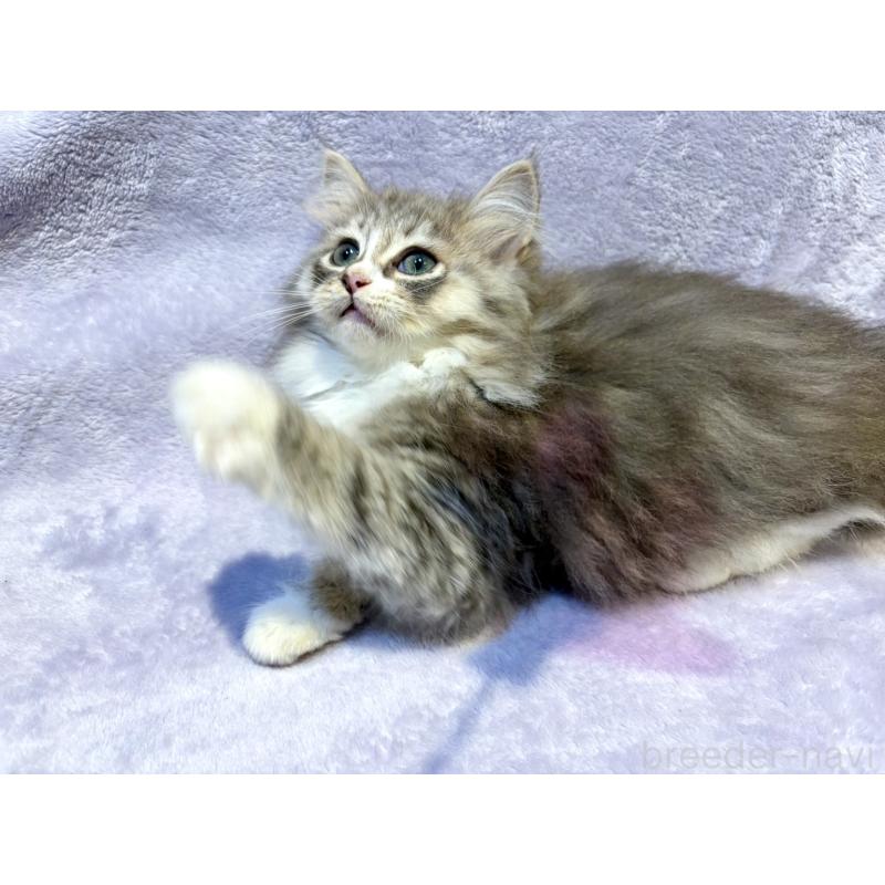 販売中の東京都のノルウェージャンフォレストキャット-134362の9枚目