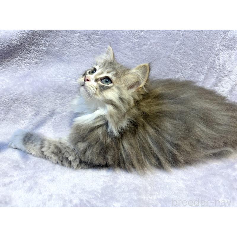 販売中の東京都のノルウェージャンフォレストキャット-134362の8枚目