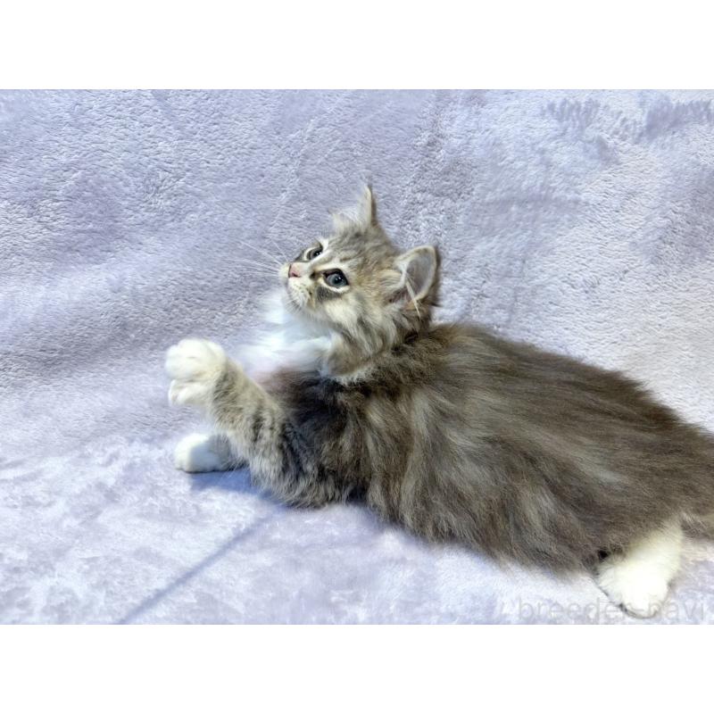販売中の東京都のノルウェージャンフォレストキャット-134362の6枚目
